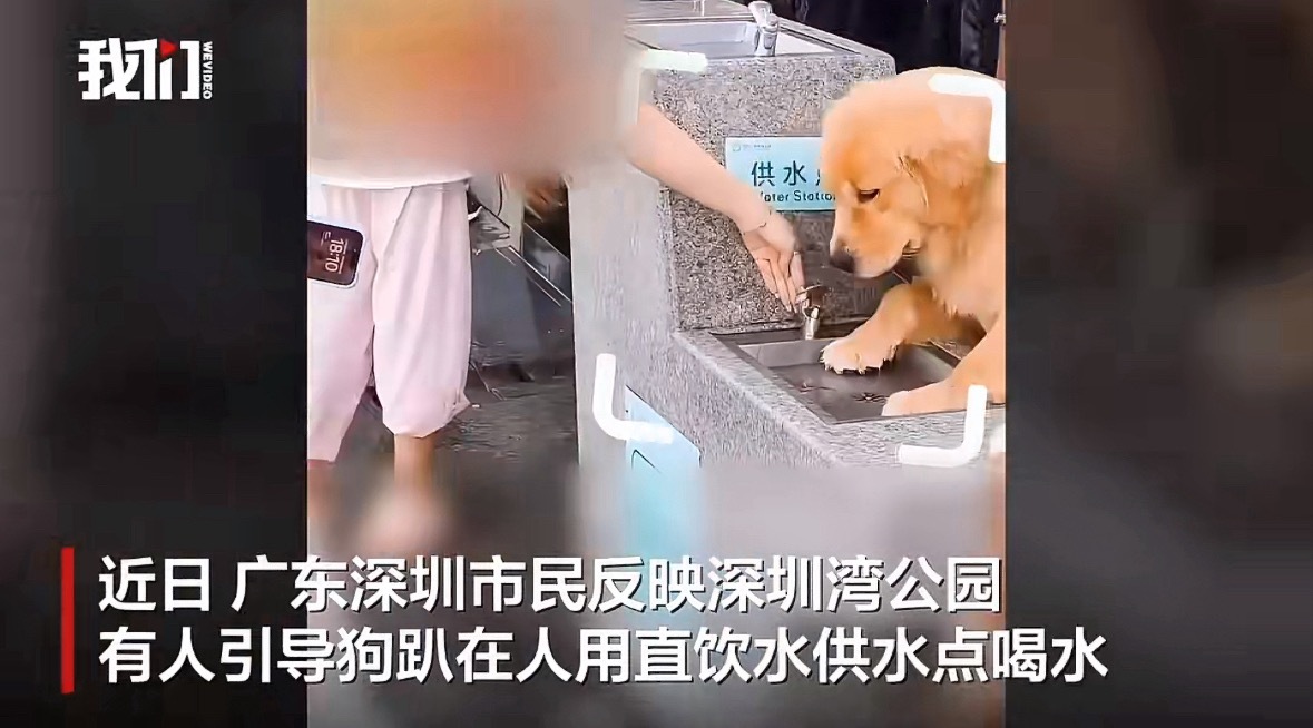 深圳一宠物狗趴在直饮水供水点喝水深圳湾公园的游客享福咯，直饮水的水龙头可能是狗舔