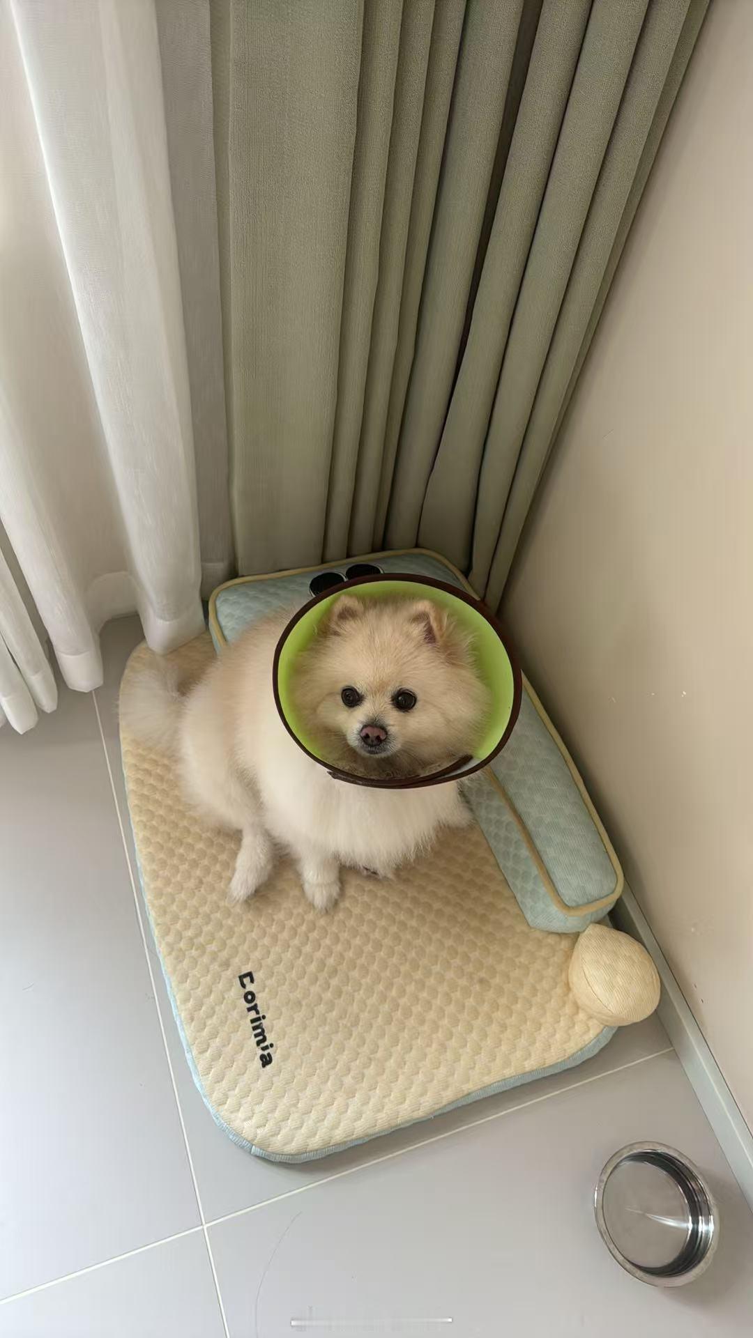 每年都得呗洋辣子蛰一次傻小狗 