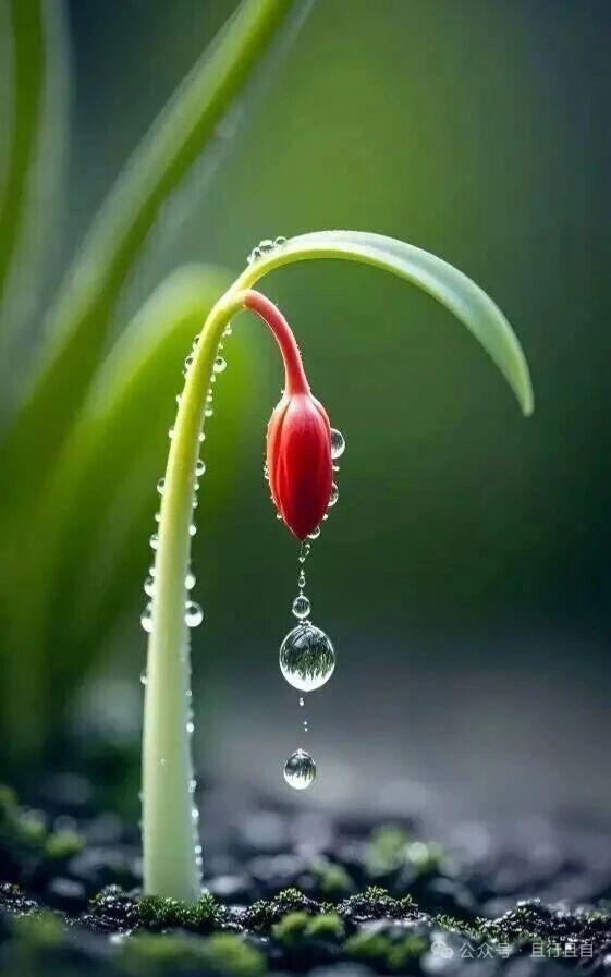 水珠在花苞尖端凝聚、下坠，形成晶莹的水链，阳光透过水珠折射出彩虹的微光。周围的青