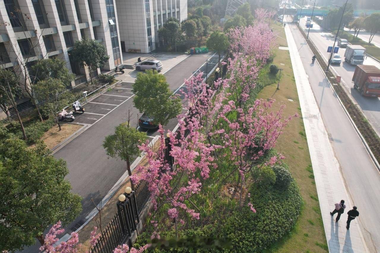 金华一地玉兰花开带来小美满 近日，浙江金华，永康北湖路仿佛被一场温柔的梦境笼罩着