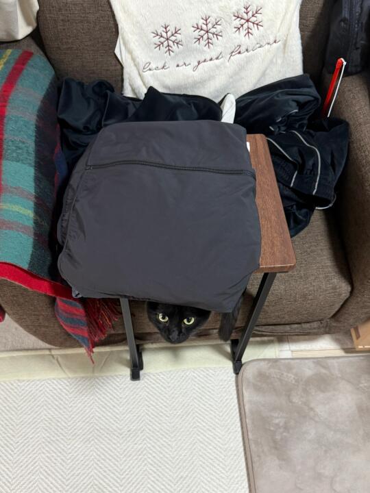 猫猫祟祟