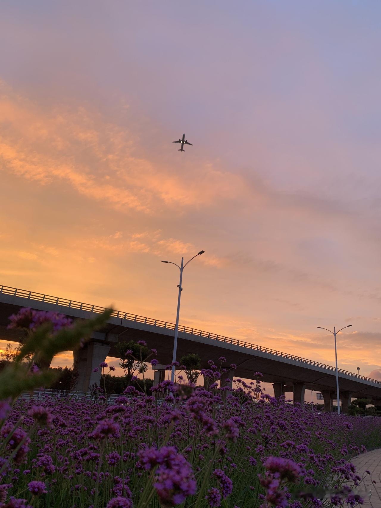 晒图笔记大赛夕阳飞机🛩️花海