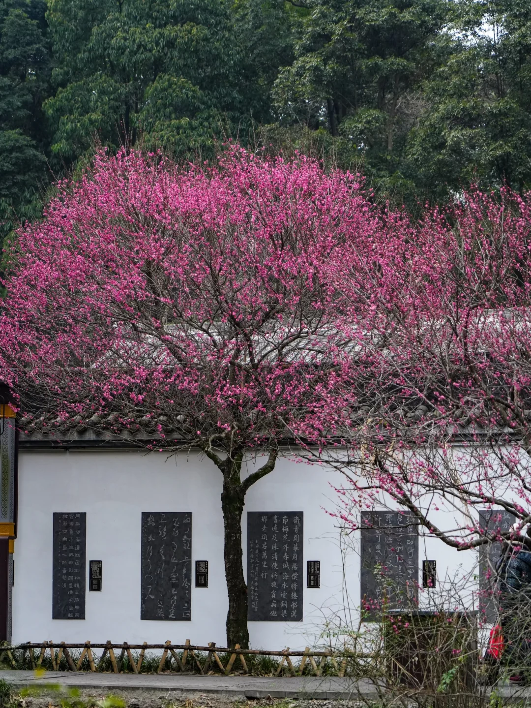 地铁直达！这个市区的免费公园梅花开爆了！