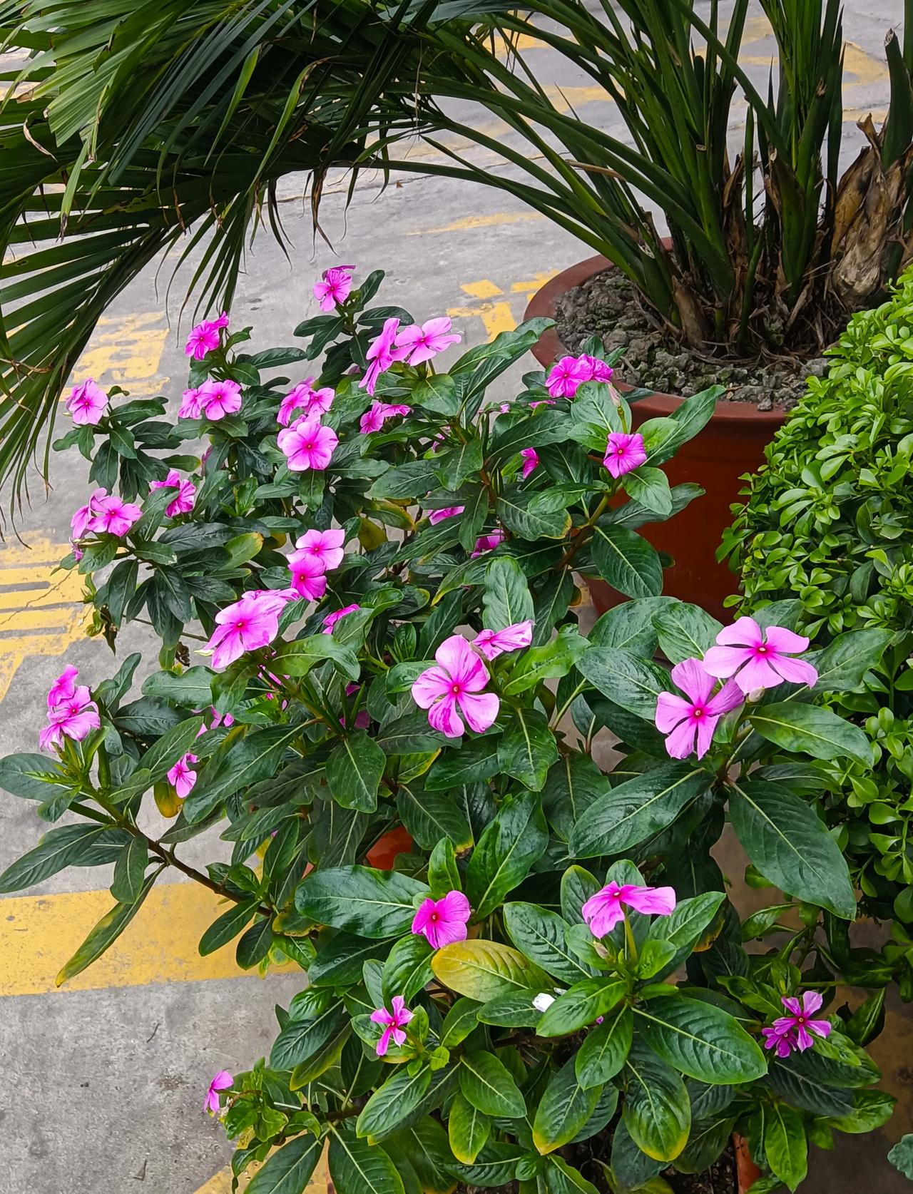 方圆天地，为头条联友对联：
桃红柳绿山河秀，
燕舞莺歌大地春。