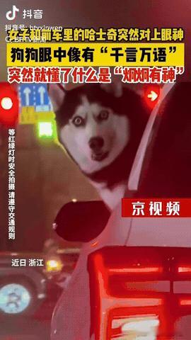 浙江，一女子在红绿灯路口偶遇前车的一条哈士奇，万万没想到女子和狗狗突然就对上眼神