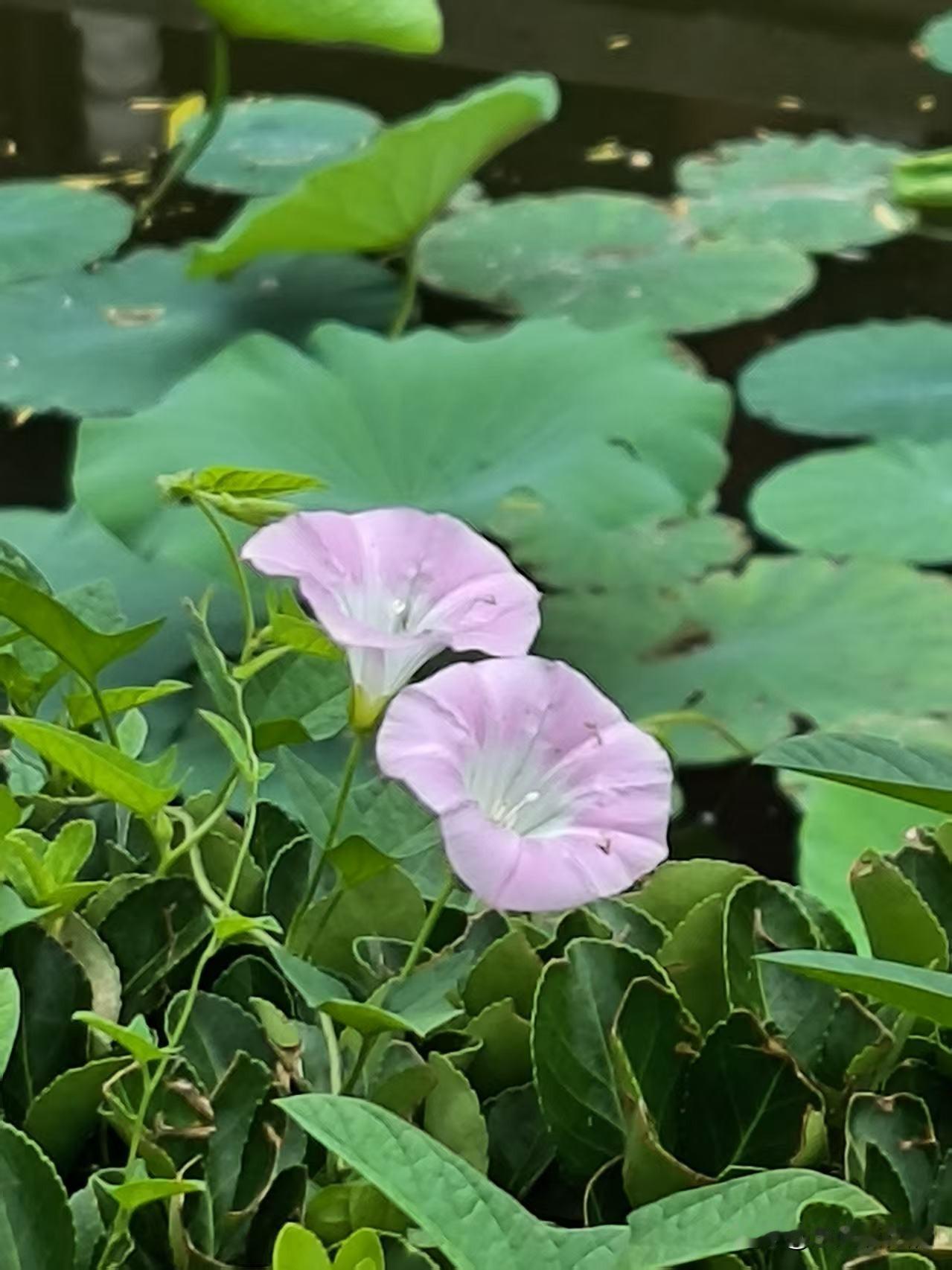 人民公园里的花🌸🌺
开在莲花池边的喇叭花，粉嫩素雅。凌霄花灿烂绽放，自由浪漫