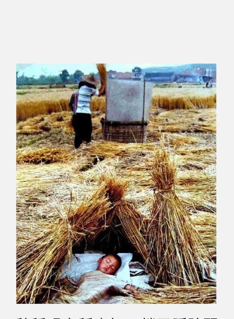 男人出外打工，妻子在家割禾，儿子没人带，就任他在地头上玩耍，累了就独自在地头上睡