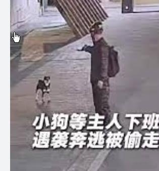 柴犬等主人下班时被男子射晕带走柴犬等主人下班时被男子射晕带走 对于四川德阳的杨女