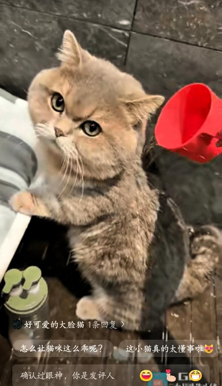 广东广州的 95 后女生阿雯，怎么也没想到，自己随手拍的一段给猫咪洗澡的日常视频