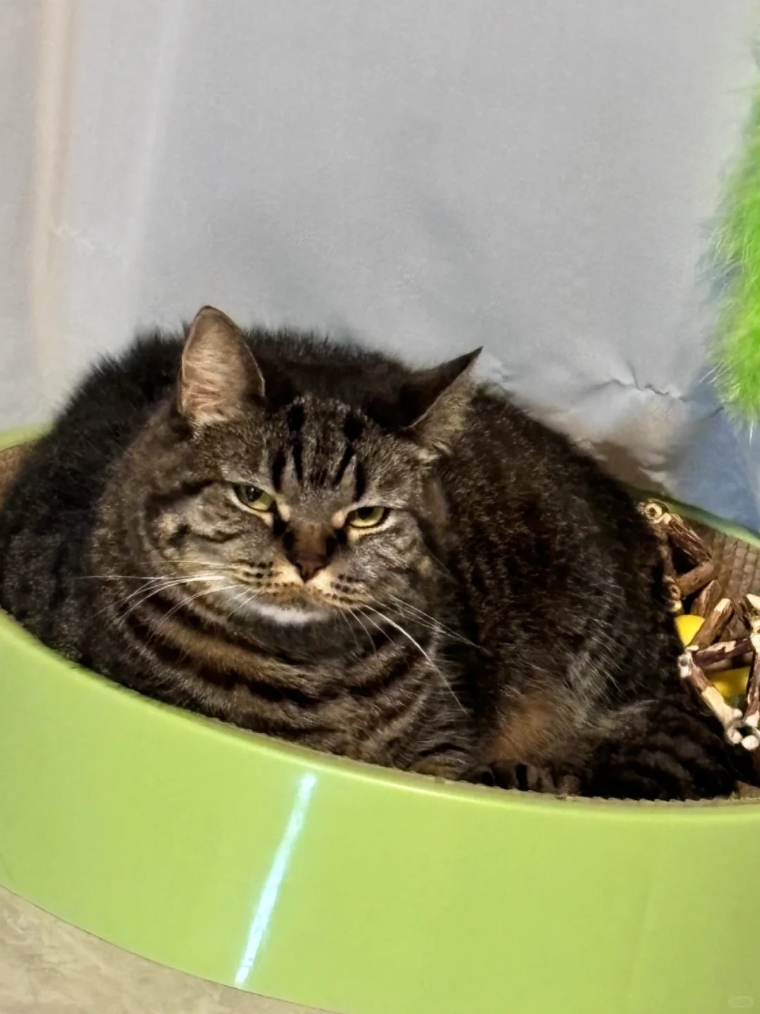 唱歌声音太大被猫嫌弃了