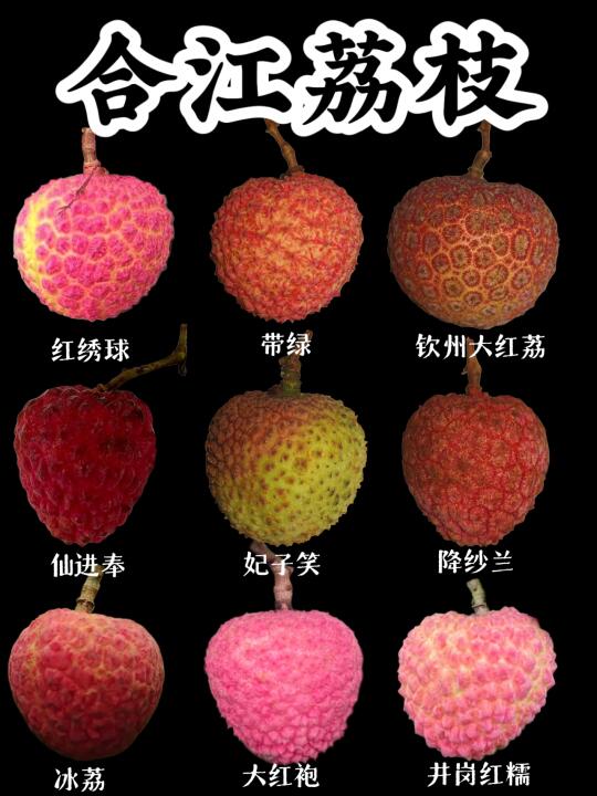 【合江荔枝】晚熟荔枝之乡-合江