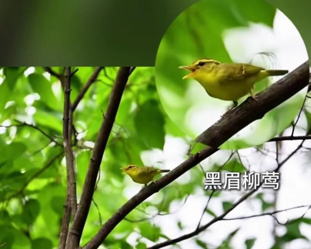 南阳西峡宝天曼突现珍稀鸟-黑眉柳莺。