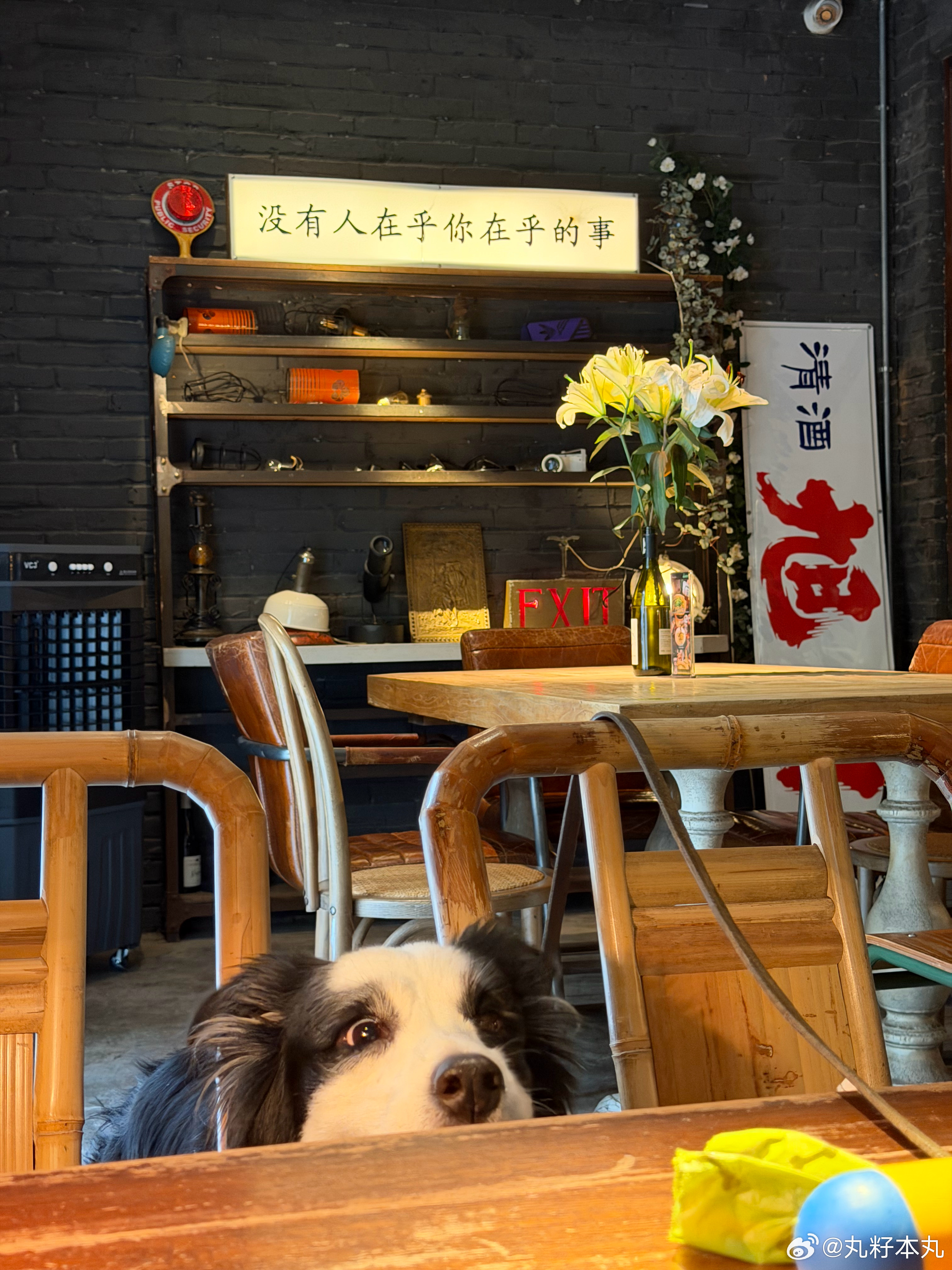 零人在意！🐶 