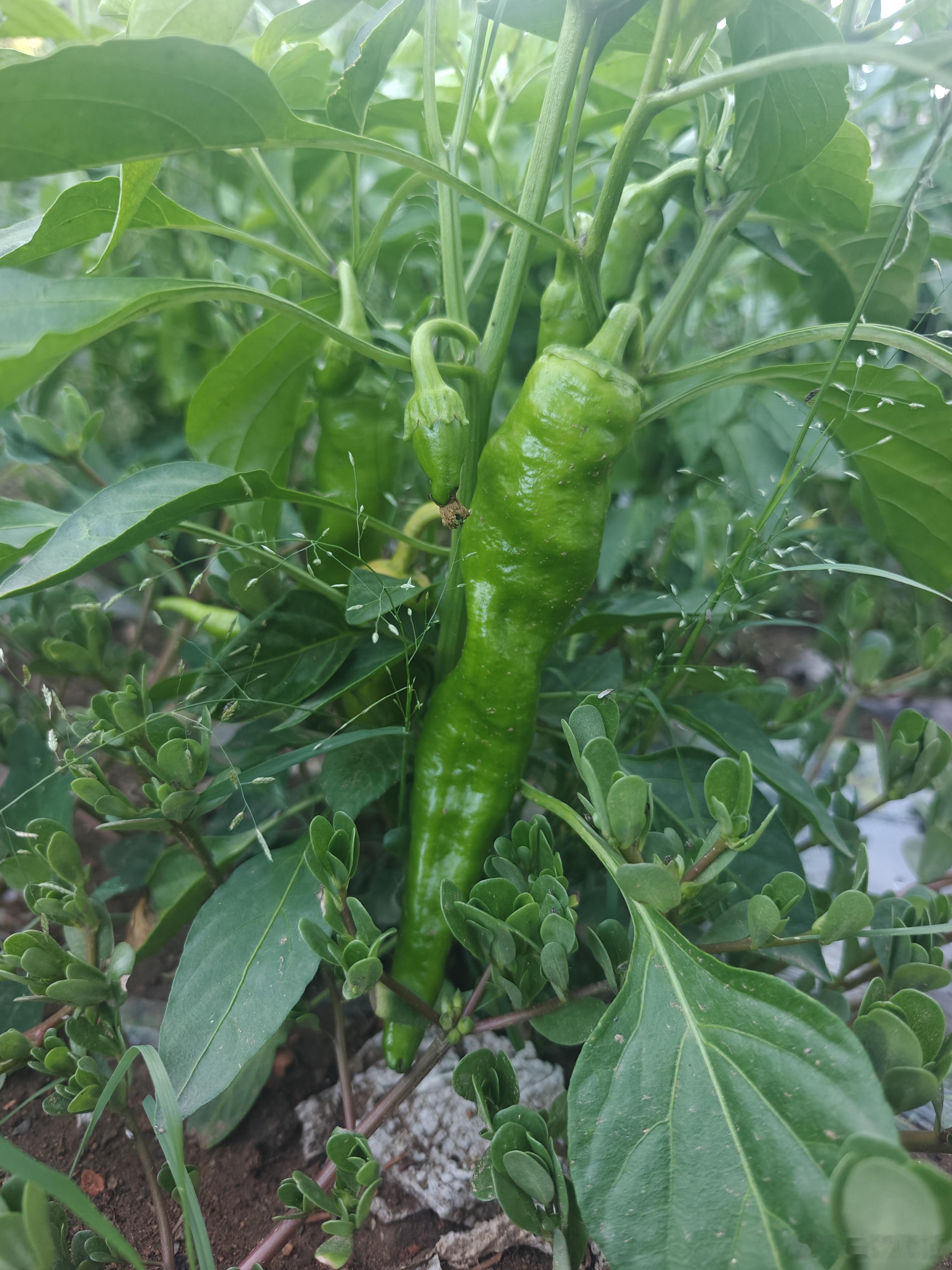 菜园的辣椒可以吃了，辣椒鸡蛋绝配，色香味辣俱全，重点是太香了，明天继续炒辣椒鸡蛋