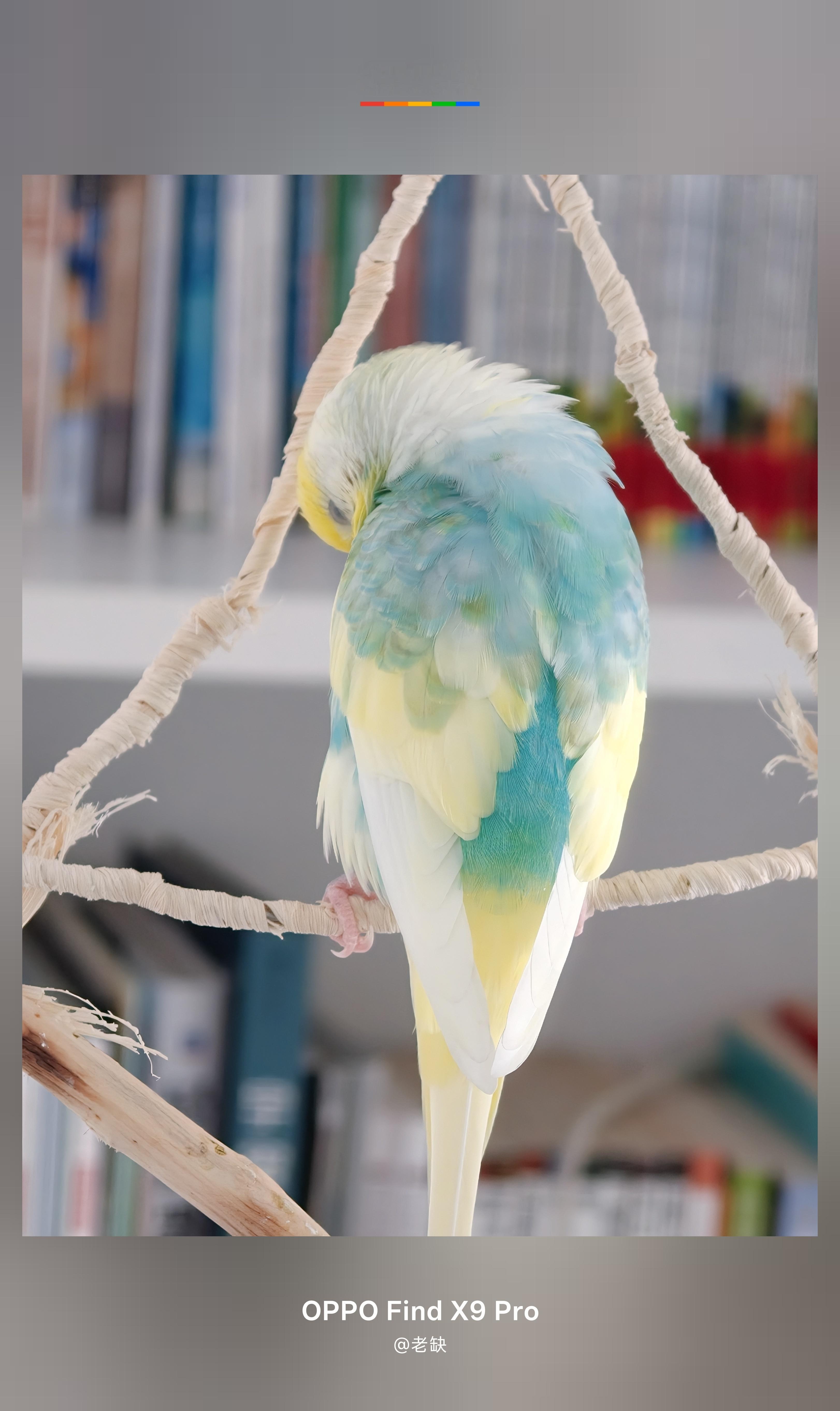 小蓝！别睡了！起来嗨！