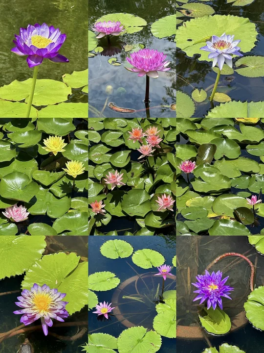 上海今年最美的睡莲荷花🪷藏在这座小众园林