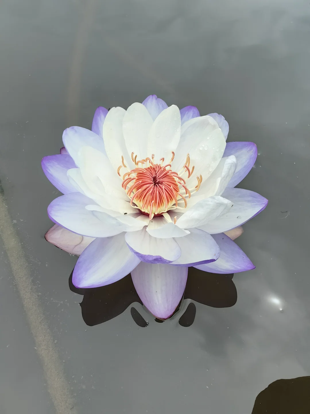 一株躺在水面上开花的澳洲睡莲