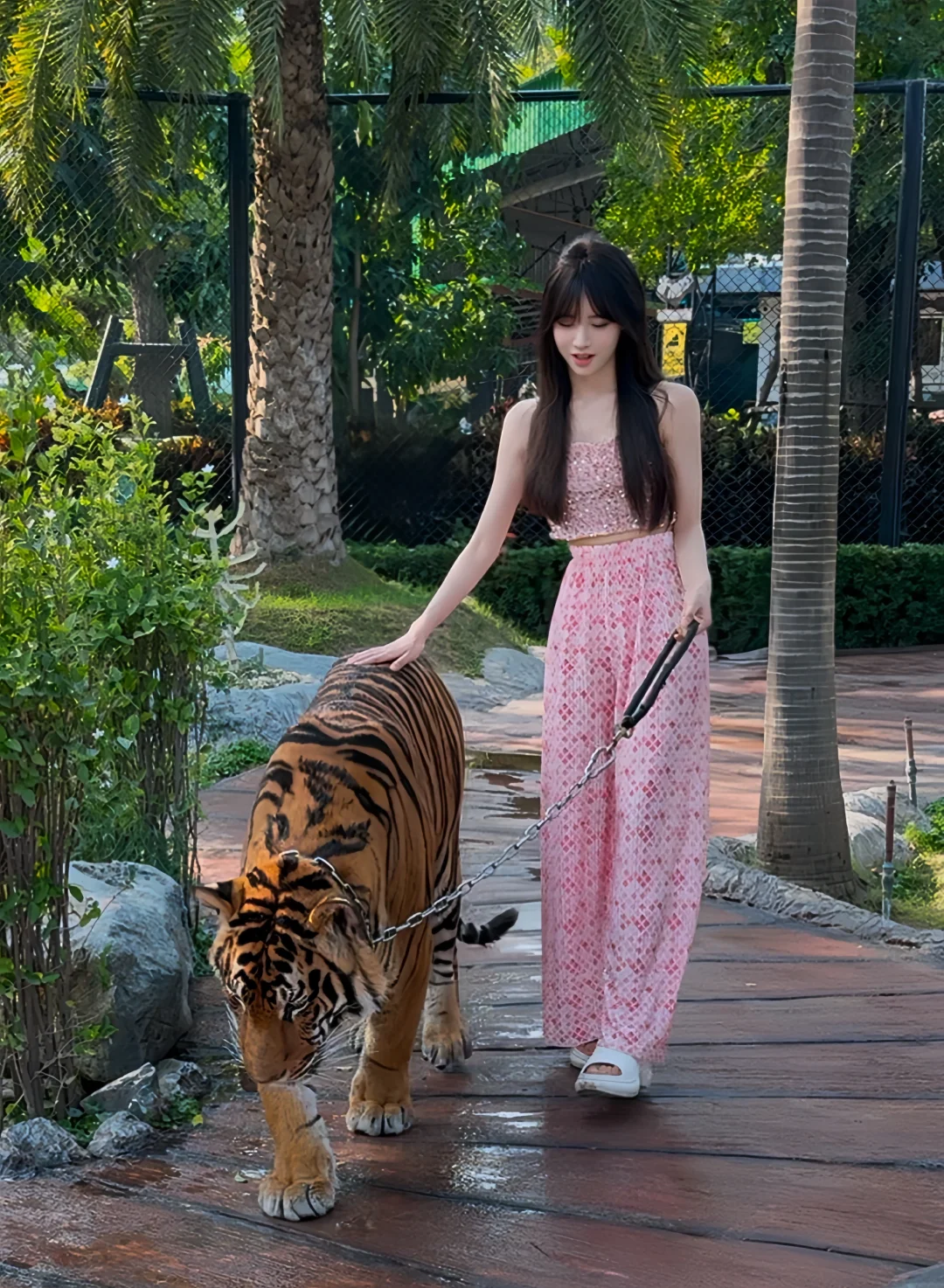 今天溜大猫咪