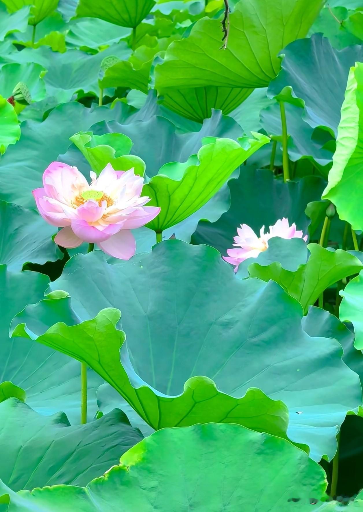 生于淤泥，不染尘埃；历经风雨，兀自盛开。所有沉淀，终会开出惊艳时光的花。夏日荷花
