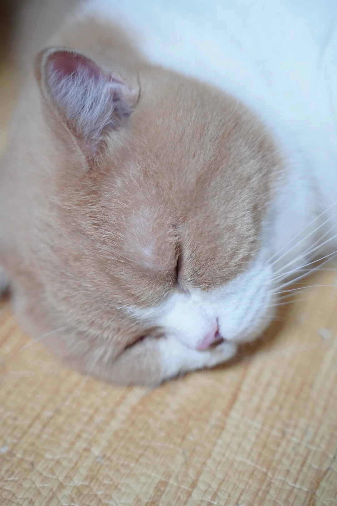 怎么把眉毛都都会睡秃了(′д｀ )…