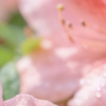 0005杜鹃花种植：1 .土壤选择：杜鹃花喜欢疏松肥沃的弱酸性土壤，可以使用腐叶