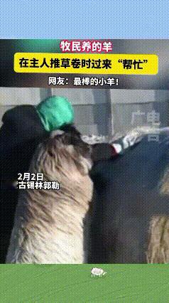 解释不清了！”内蒙古一牧民滚草卷，小羊竟主动上前搭把手，这波操作直接萌翻全网！