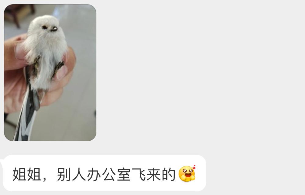 别人的鸟运系列？？人见人爱的北长尾山雀！让它飞走吧～ ​​​