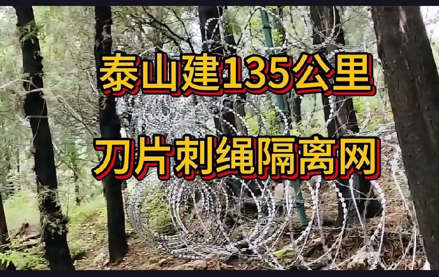 135公里刀片刺绳缠绕泰山，这究竟是森林防火的“利器”，还是管理失当的“败笔”？