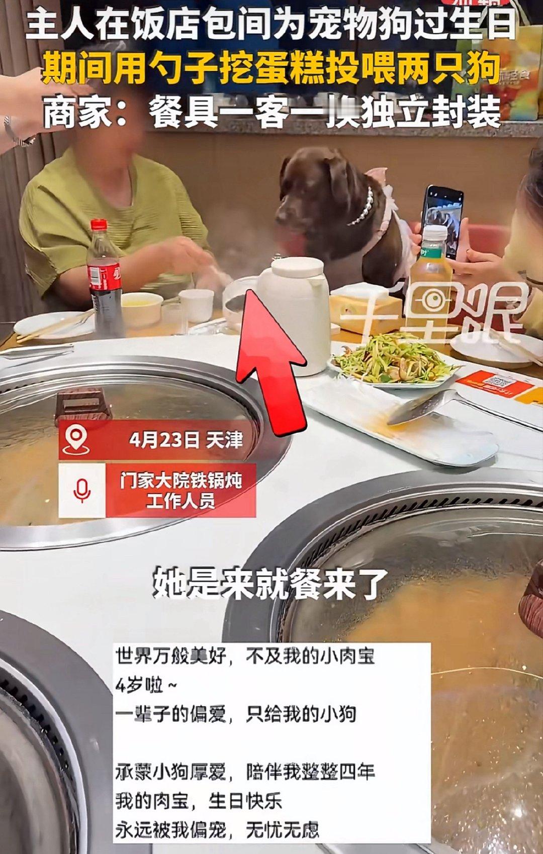 女子饭店为狗狗庆生用勺子喂蛋糕喜欢在这家店吃饭的有福了，你们的餐具座椅可能是狗用