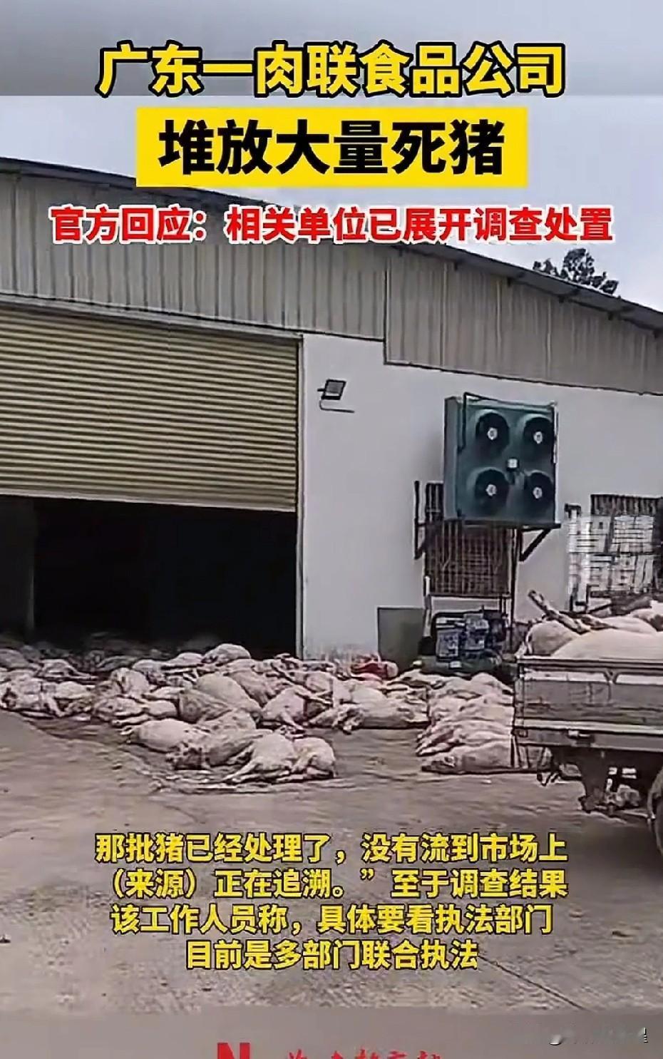胆子太大了！

近日，有网友发视频显示，在广东某肉联公司门口，惊现大量死猪露天存