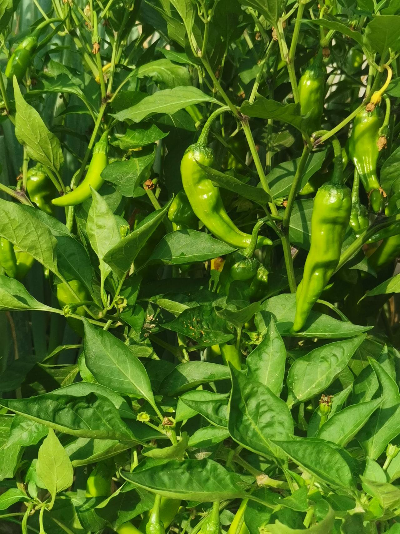 纯天然绿色蔬菜，夏日的风景线啊！[福][福][福]