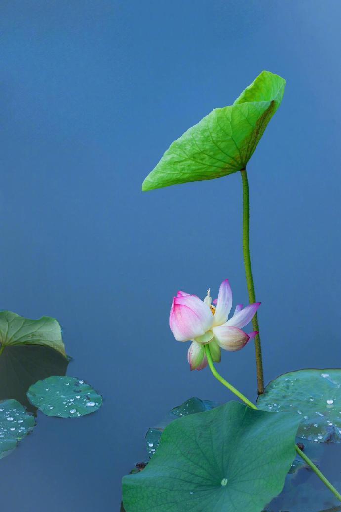 “ 雨打荷花珠不定，雨后荷花无限香 ...” 