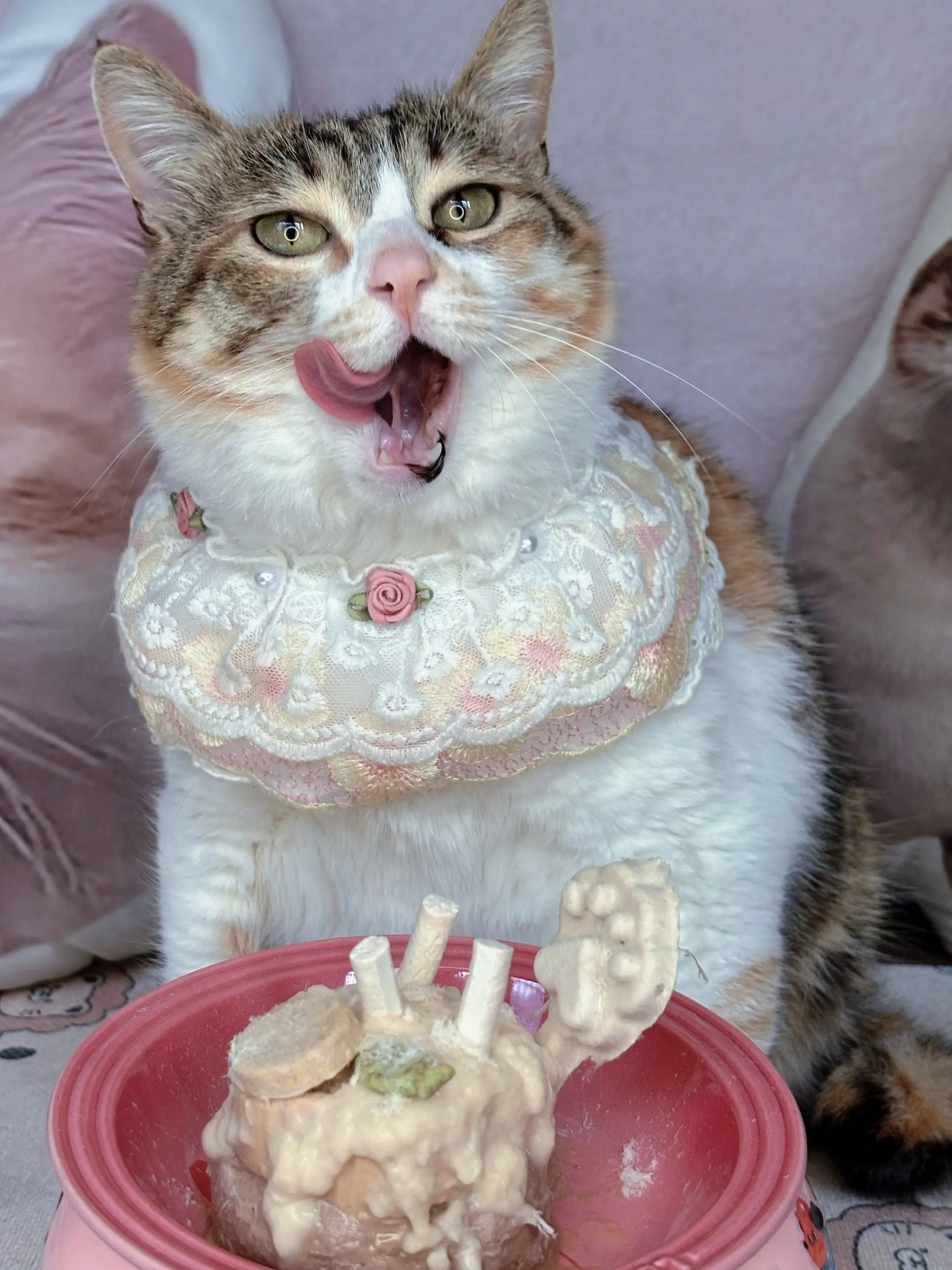 人，咪满三岁啦！谢谢哥哥姐姐们陪我长大。