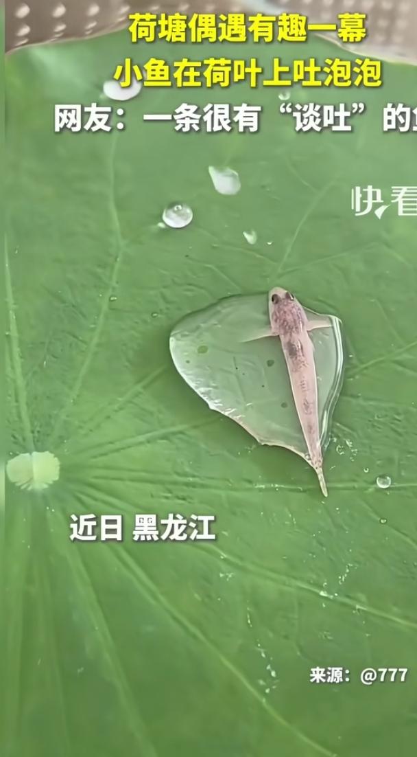 荷叶小鱼吐泡泡趣事
 
近日黑龙江一处荷塘里出现了十分有趣的一幕，一条小鱼不知怎