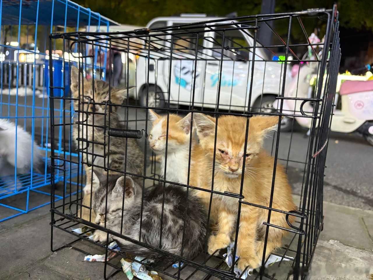 ❗领养【安徽省阜阳市】猫咪领养 🐱安徽领养 我们这里有个固定领养点有三个笼子里
