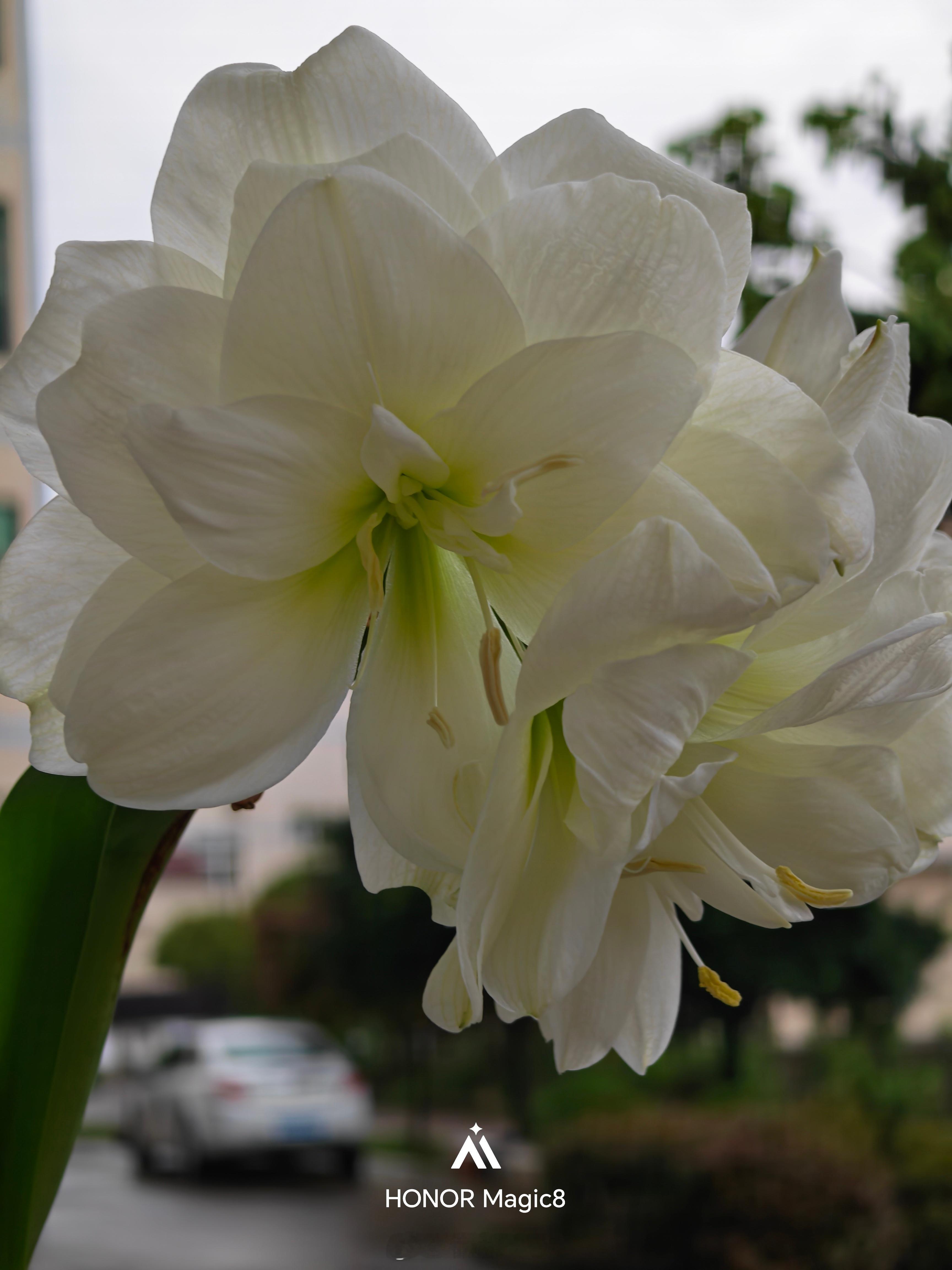 太美啦！我的阿芙蕾终于开花啦