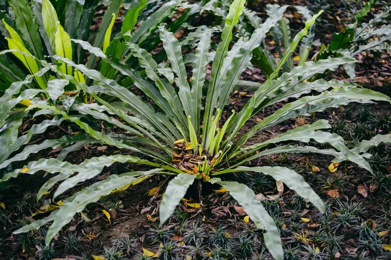 谁能想到，50块一斤的网红菜，竟是云南人的“绿化带”！就说山苏，也叫鸟巢蕨，在网