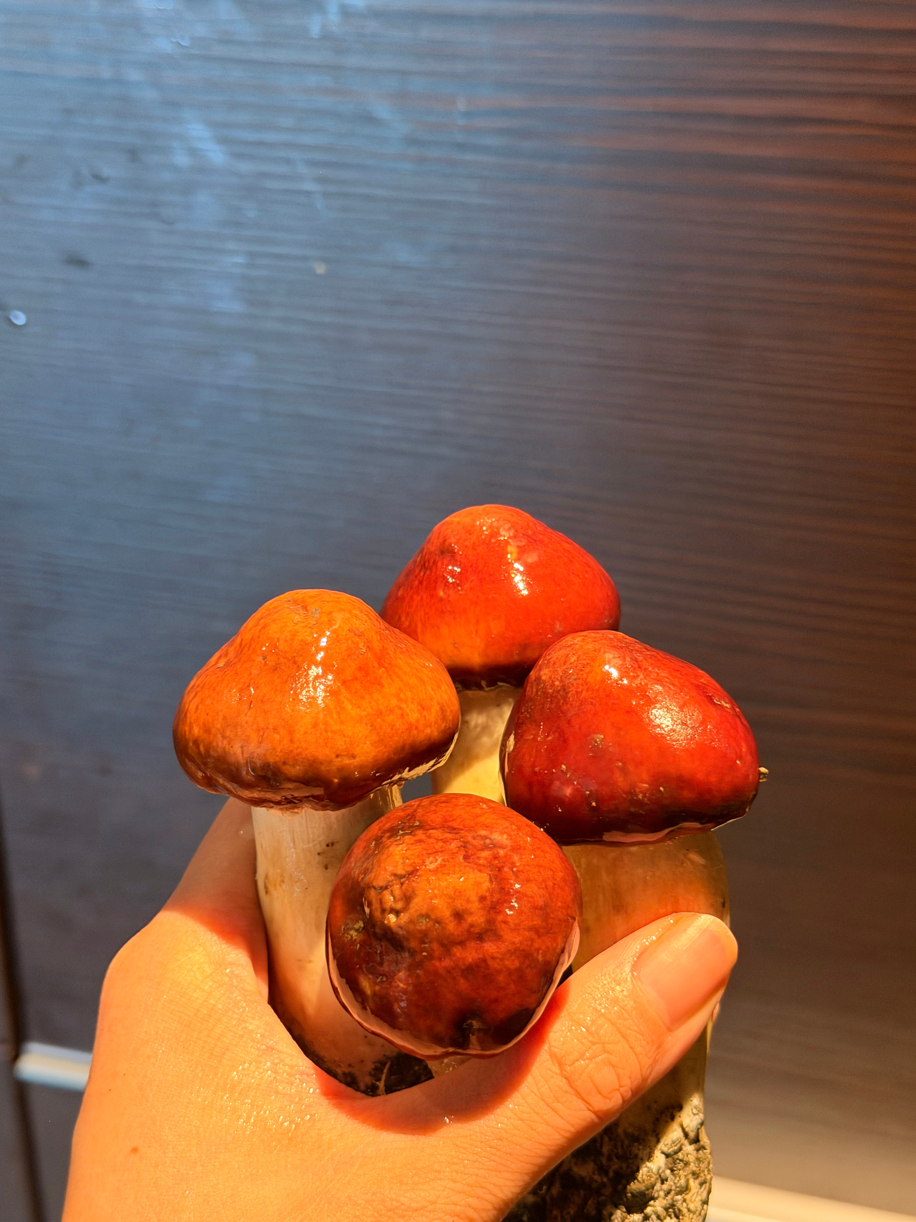 对不起，我污了…… 