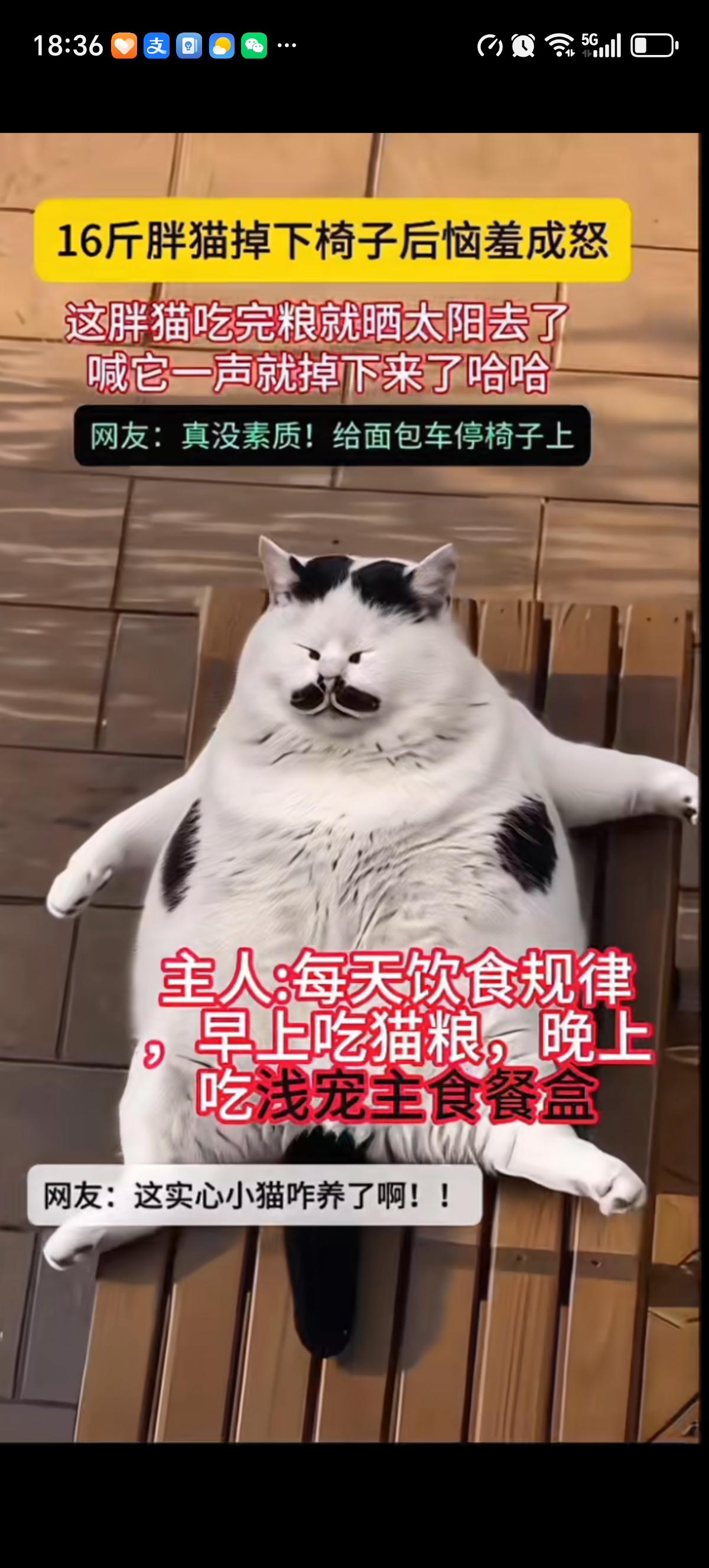 这只黑白小猫足足有16斤，浑身圆滚滚的，胖嘟嘟的，像一辆胖乎乎的面包车。它吃饱之