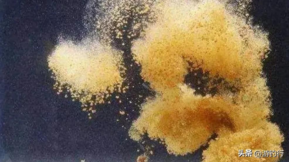 避白条的另类绝招：先“诱”后“避”。先“诱”，既把白条集中诱在中上层，在目标鱼进