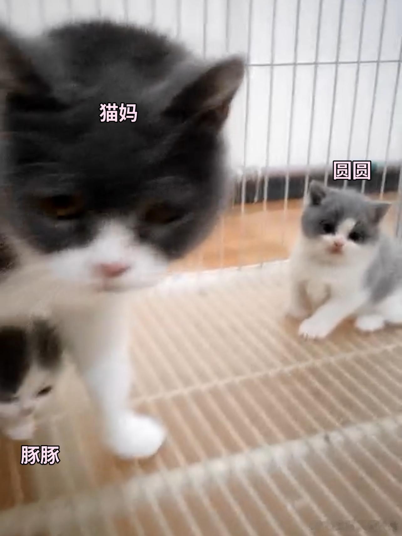 众所周知小猫是一种特殊的生物，它们一生可以拥有两个妈妈。一个是生物学上的猫妈，负