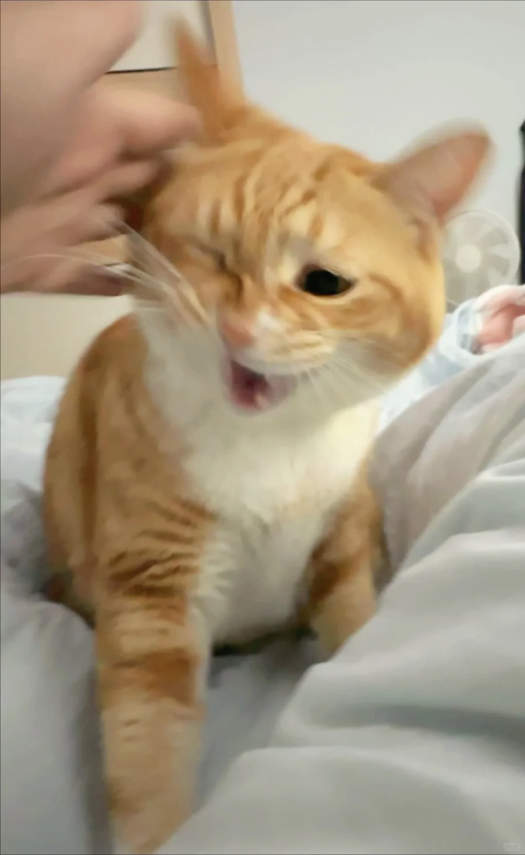成都降温给猫吓坏了