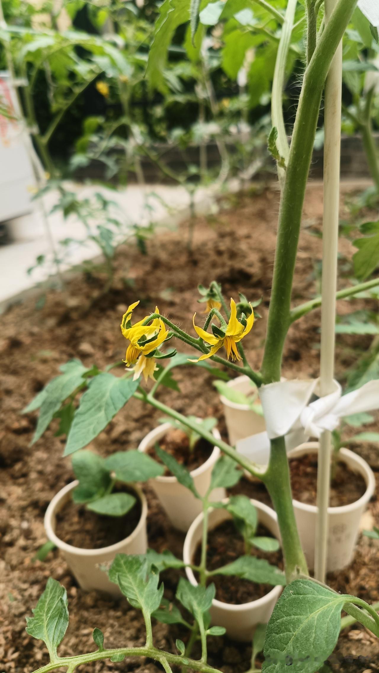 西红柿刚开第一朵花，这么管最简单
 
西红柿开出第一朵花后，别乱管，记住几件事就