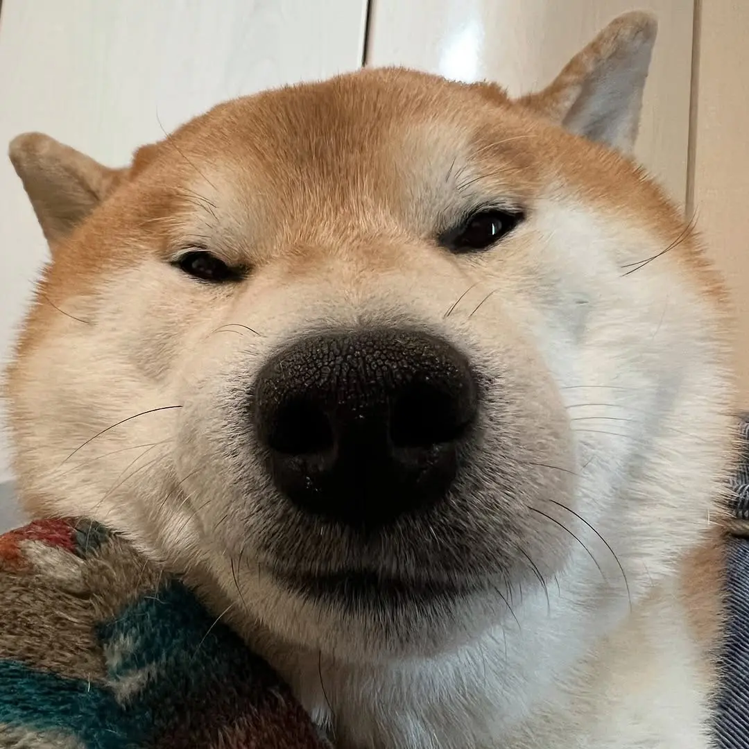 柴犬表情包 柴犬的迷惑行为大赏 谁能拒绝会旺财的修狗 柴柴日常 小狗的治愈瞬间