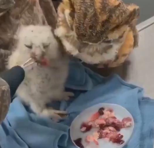 【🦉 一只幼雏被“假妈妈”的帮助救了下来】这只雏鸟成了孤儿，拒绝进食——直到救