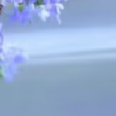 9000蓝雪花种植1. 光照管理每天需保证6小时以上的直射光照，夏季高温时无需遮