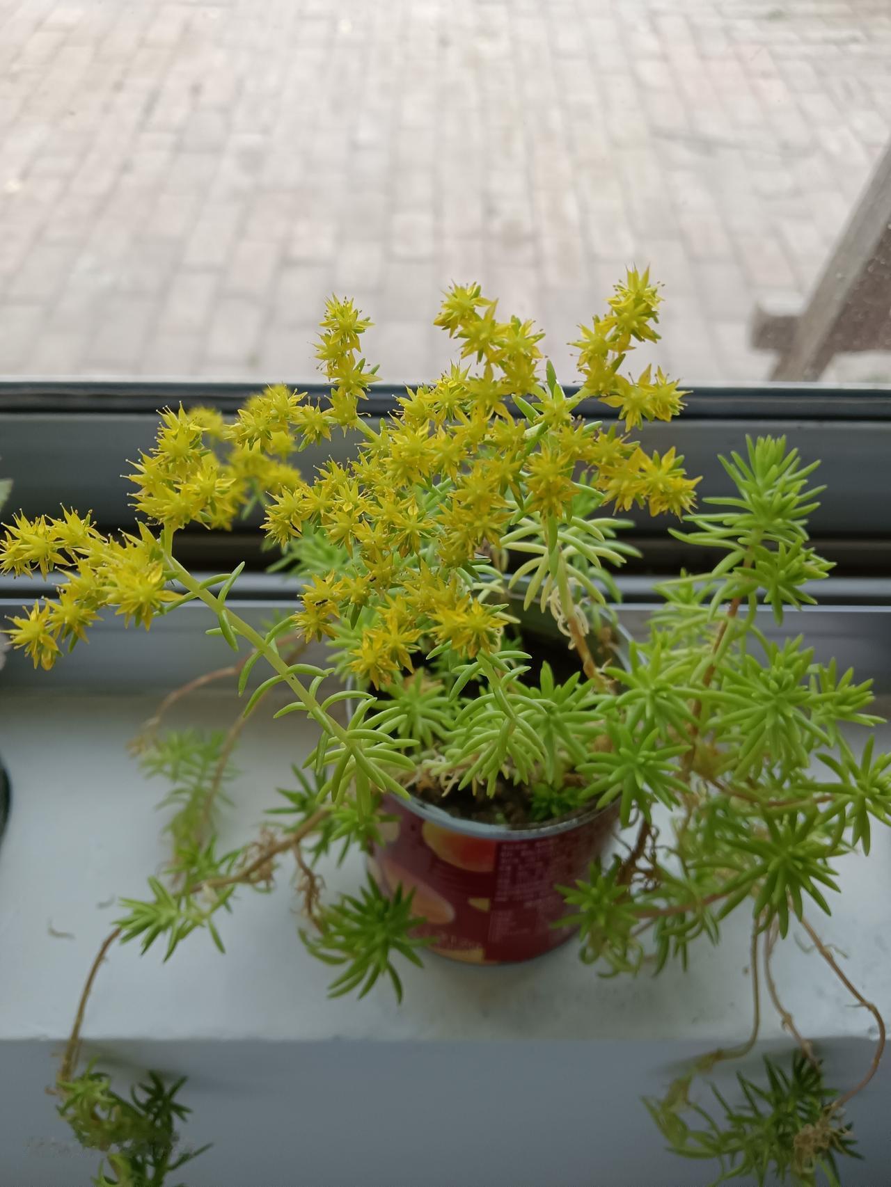 这么漂亮的小花花差点被我抛弃，因为前段时间室温较低，枝叶萎黄一点都不好看，也没有