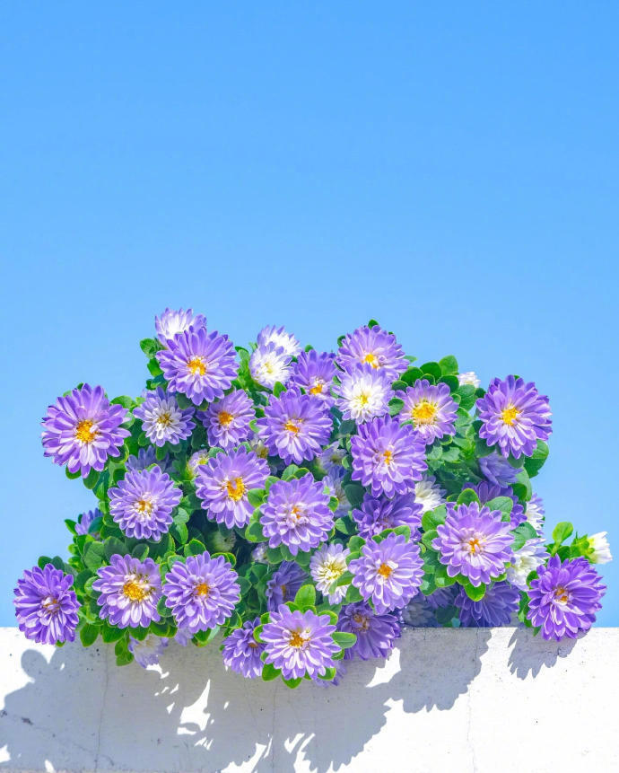 以天空为画布，描绘花朵 