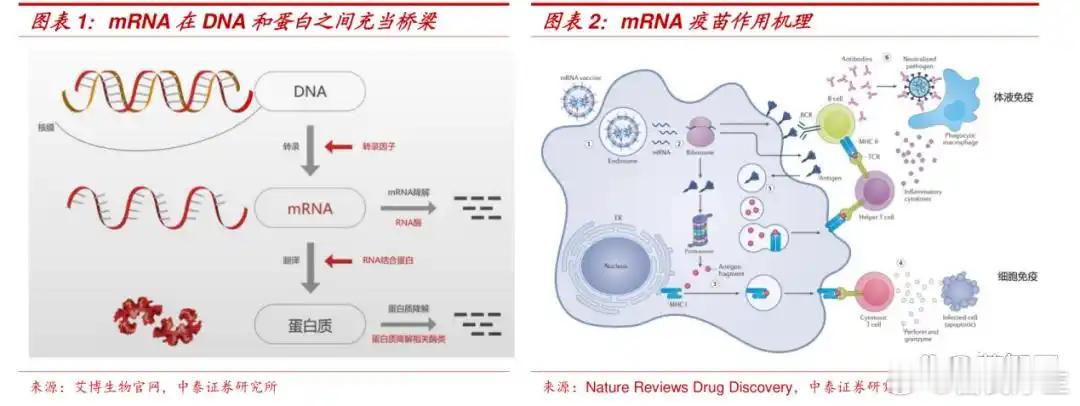 深度解读mRNA：颠覆人类寿命的5大真相人类数百万年的进化史，本质是一部对抗死亡