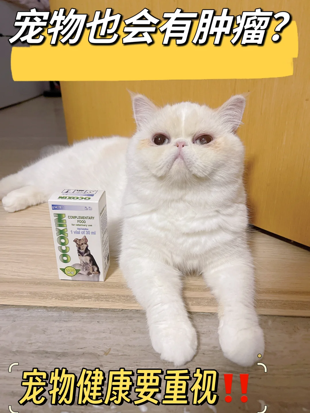 养宠家庭不可忽视的健康威胁——宠物肿瘤